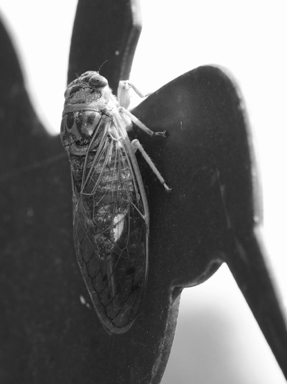 A black and white macro photograph of a dog-day cicada, approximately 5 cm (2 inches) long, perched on the head of a metal bird, partially in sunlight. Its wings are folded over its back and are transparent, revealing its large body underneath.

Photographie macro en noir et blanc d'une cigale caniculaire, d'environ 5cm (2 pouces) de long, posée sur la tête d'un oiseau en métal, en partie au soleil. Ses ailes sont repliées sur son dos et sont transparentes, laissant voir son gros corps dessous.