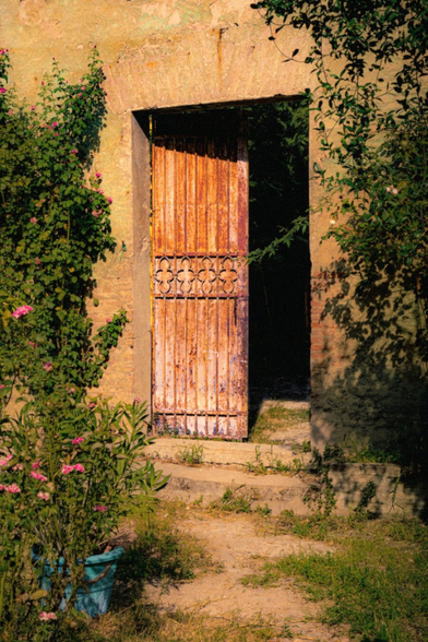 This is a photograph of a friend's garden. There is a stone wall with an opening with an old, rusty metal door standing slightly open to a dark interior (more garden). A kind of dirt/gravel path leads toward the stone steps up to the door. There are flowering green vines which climb up the left side of the wall (a type of rose) and some leafy foliage frames the right (again a more rises and a tree 😂). In the foreground there is a blue potted plant with small pink blossoms.