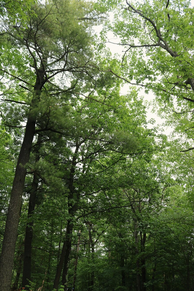 Photograph of large green trees closing in the sky above a path. They are deciduous trees with uniform green foliage, except for a white pine with a very straight trunk on the left of the photo, whose needles are a slightly less vibrant green. The overcast white sky is visible through the branches.

Photographie de grands arbres verts refermant le ciel au-dessus d'un sentier. Ce sont des feuillus au feuillage vert et uni, sauf un pin blanc au tronc très droit à gauche de la photo, avec des aiguilles au vert un peu moins éclatant. Le ciel couvert blanc est visible à travers les branches.