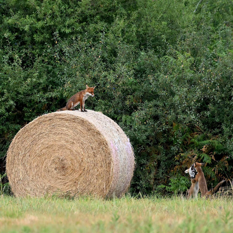 red fox seated on top of a giant bale of hay watching below in the tall grass two red foxes on hind legs tussling