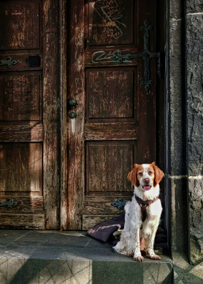Ein weißer Hund mit braunen Ohren sitzt vor einer alten, dunkelbraunen Holztür mit sichtbaren Gebrauchsspuren. Die Tür ist mit dekorativen Metallbeschlägen versehen und steht in einer steinernen Wand. Der Hund trägt ein Halsband und blickt aufmerksam nach vorne. Sonnenlicht fällt teilweise auf die Szene und erzeugt Schatten auf Tür und Boden.