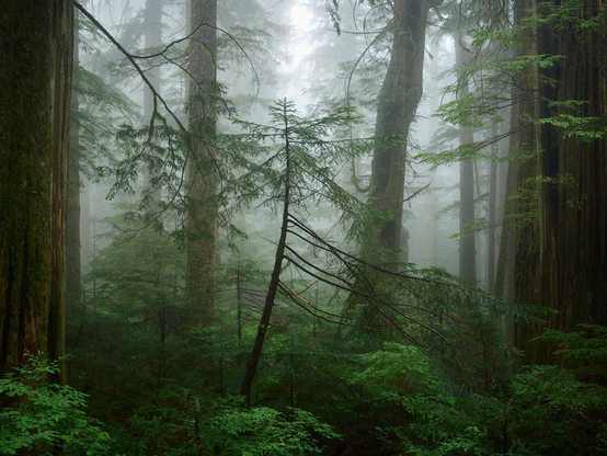 A thick, white fog blankets the background, obscuring the distant woods. In the foreground, a slender, leaning conifer tree stands out against a lush understory of vibrant green ferns and low-lying shrubs.