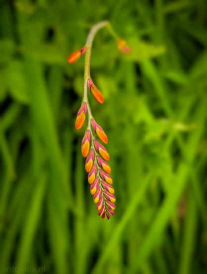 A single flower spike curving downward, tightly packed with small, sleek flower buds arranged in alternating rows along the stem. The buds feature a striking gradient, transitioning from deep reddish-magenta at the bases to warm yellow and fiery orange at the tips.