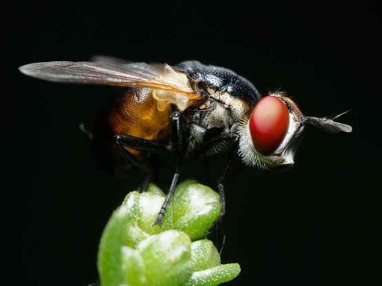A macro photo of a tachinid fly and its huge red eye sitting on a green flower.