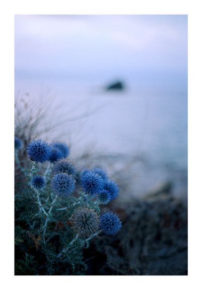 globe thistle (Echinipos ritro L.), with Es Cucurucuc in background