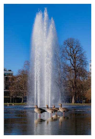 Foto im Hochformat. Ein großer Brunnen am Boden mit flachen Wasser. Weiter hinten kommt mit mehreren Strahlen eine große Fontäne aus dem Boden. Zwischen Fontäne und Kamera stehen ein paar Enten. Hinter der Fontäne sind kahle Bäume. Der Himmel ist blau.