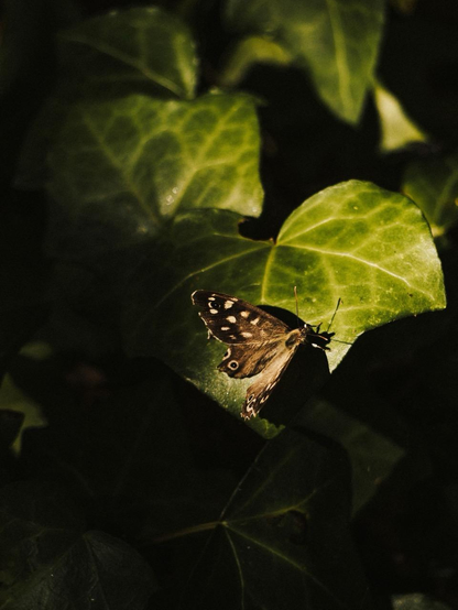 A brown butterfly resting on a green ivy leaf, surrounded by dark foliage and dappled sunlight
