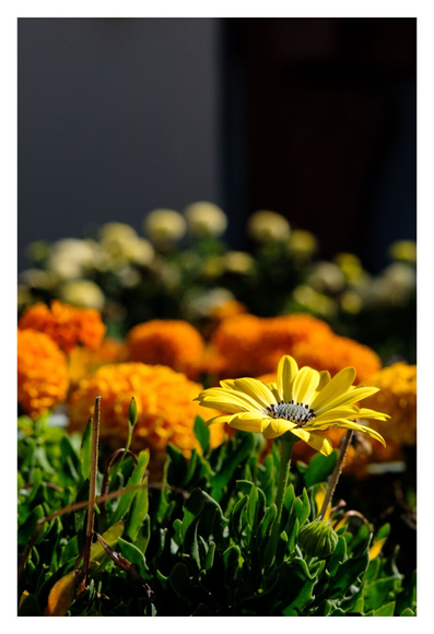 Foto im Hochformat. Blick über ein Beet mit Blumen. Im Vordergrund ist leicht rechts eine Blume mit gelben Blättern umgeben von grünen Stängeln. Dahinter sind unscharf erst orangefarbene Blumen, dann gelblich-weiße Blumen.