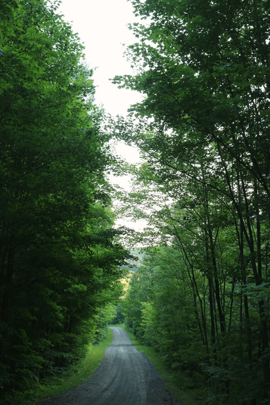 Photograph of a dirt path descending and crossing the forest. The trees are deciduous, their leaves almost touching above the path. Diffuse light from the overcast sky filters through the leaves. In the distance below, a landscape of fields and hills is barely visible between the branches.

Photographie d'un chemin de terre, descendant et traversant la forêt. Les arbres sont des feuillus, dont les feuillages se touchent presque au-dessus du chemin. La lumière diffuse du ciel couvert filtre à travers les feuilles. Au loin en contrebas, un paysage de champs et de collines se devine à peine entre les branches.
