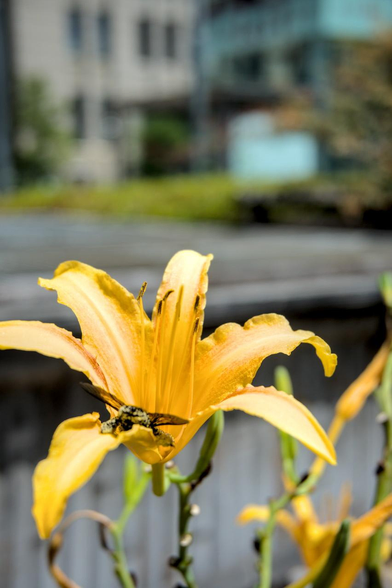 京都市役所の本庁舎を背景にノカンゾウの花。花粉まみれになっている蜂が花びらで羽休めをしている。/ 2026.08.14 御池通・京都市役所から