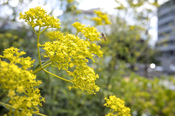 河原町御池のビルを背景にオミナエシ。奥の花の集まりにアブっぽい虫がとどまっている。/ 2026.08.14 河原町通・京都市役所から