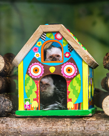 Two small monkeys with white fur around their face look through a small colorful birdhouse at the camera.