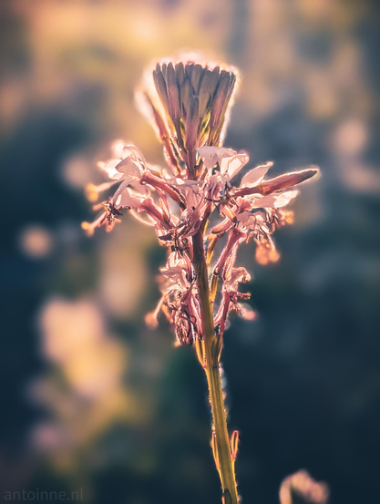 A flowering plant backlighted by warm sunlight. 

The tall stem supports a cluster of delicate white to soft pink flowers and closed buds at the top. The translucent petals and fine hairs on the stem catch the golden light, giving the plant a glowing contour.

The background consists of soft, heavily blurred (bokeh) shapes with muted tones of slate blue, soft yellow, and warm peach.