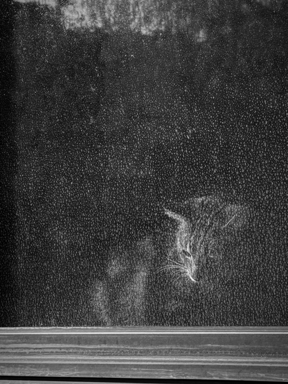 ein schwarz-weiß-foto zeigt eine katze, die hinter einer fensterscheibe sitzt. ihr gesicht und die schnurrhaare sind teilweise zu erkennen. die scheibe ist stark verschmutzt, wodurch das bild körnig und geheimnisvoll wirkt. unten ist der rahmen zu sehen.