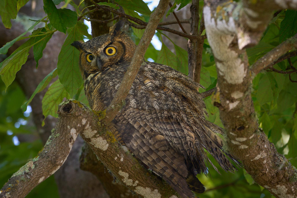 A mottled brown and gray great horned owl with bright yellow eyes is perched among the vibrant green leaves of an avocado tree looking at the camera.
