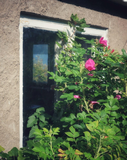 An old window, almost completely covered by a flowering potato-rose bush. Through the window, you can see the room behind it and another window through which you can see water