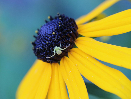 Macro photograph of a tiny greenish crab spider, perched on the side of the black center of a yellow rudbeckia flower, its legs spread in the typical ambush position. The yellow petals of the flower, seen from the side, contrast with the bluish-green background.

Photographie macro d'une toute petite araignée crabe verdâtre, postée en attente sur le côté du centre noir d'une fleur de rudbeckie jaune, les pattes ouvertes dans la position typique de l'affût. Les pétales jaunes de la fleur, vue de côté, contrastent avec le vert bleuté de l'arrière-plan.