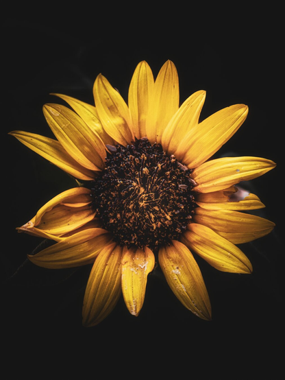 This is a photograph of a golden yellow sunflower in full bloom taken in a friend's garden. It is in the centre and is against a pretty much pitch-black background. It has warm yellow petals which radiate outwards around it's dark brown centre.