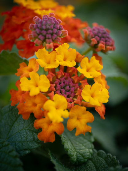 A vibrant, macro photo of a Lantana camara flower cluster. The round flower features a ring of bright yellow and fiery orange florets surrounding a purple center bud. Two further purple buds have started growing above the main flower. The background shows textured, dark green leaves slightly out of focus.