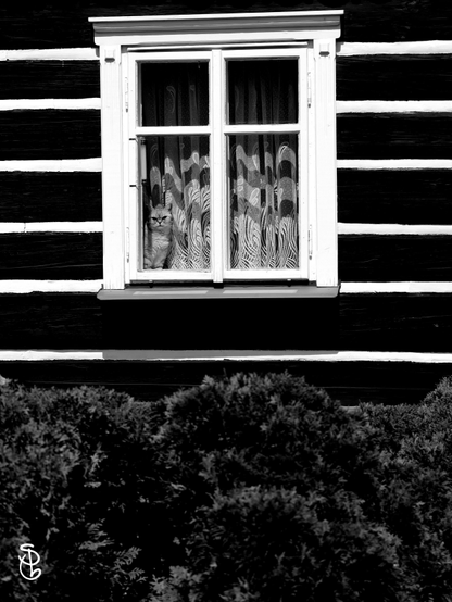 Eine Katze schaut aus einem Fenster eines Holzhauses in Liberec.