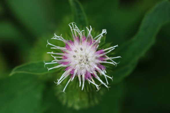 Lesser burdock - Petite bardane (Arctium minus)

A close-up photograph, taken directly from above, of a lesser burdock inflorescence, composed of small white flowers in the center and pink around the circumference, with long white pistils protruding from each, giving the whole an appearance of a star, or a sea urchin, with a little imagination. The entire background is made up of its green foliage.

Photographie en gros plan et prise directement du dessus, d'une inflorescence de petite bardane, composée de petites fleurs blanches au centre et roses sur la circonférence, avec de longs pistils blancs sortant de chacune et donnant à l'ensemble une apparence d'étoile, ou d'oursin de mer, avec un peu d'imagination. Tout l'arrière-plan est composé de son feuillage vert.