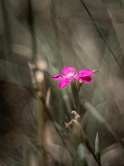 Eine pink blühende Kartäusernelke zwischen schmalen Gräsern, fotografiert durch Altglas. Weiche Unschärfen und gedämpfte Grün- und Brauntöne umgeben die einzelne leuchtende Blüte.