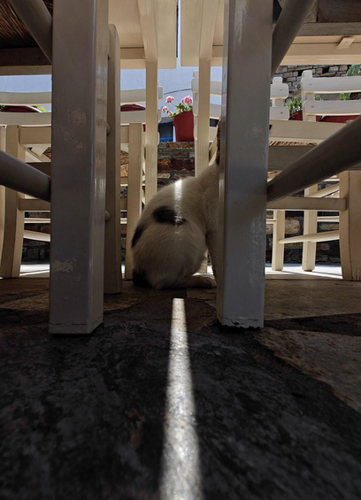 A a photo of a mostly white cat sitting under wooden chairs and tables  on a stone-paved surface, with bright sunlight painting a strip of light on the floor.