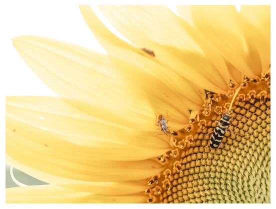 Makroaufnahme, Teilstück, einer gelben Sonnenblume mit weit geöffneten Blütenblättern. In der rechten Bildhälfte sitzt ein schwarz-weiß gemusterter Käfer auf der Blütenmitte, daneben ein kleines graues Insekt. Die feine Struktur der Sonnenblumenblüte ist deutlich sichtbar.