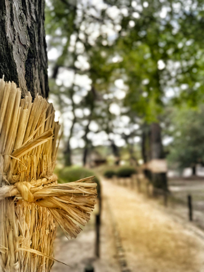 Ein leerer Sandweg in einem Park mit alten Kiefern. Links in Nahaufnahme und im Anschnitt einer der Strohgürtel, der mit einer Kordel aus geflochtenem Stroh befestigt ist, die von links ins Bild ragt. 