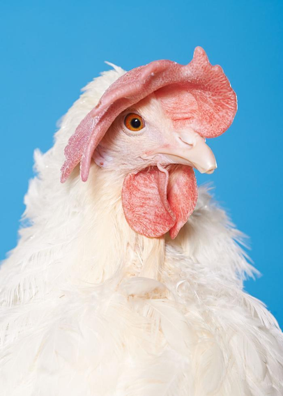 un gallinacé hésite entre différentes façons d'arranger sa crête