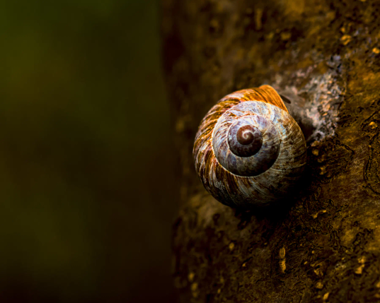 An einem Baumstamm klebt eine Schnecke mit ihrem Haus. Die gewundene Form des Schneckenhauses sticht mit ihren hellen graublauen und gelbbraunen Farben aus dem Dunkelgrün und Braun des Baumes heraus. 