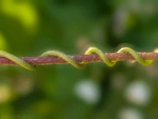 A fine, fuzzy green tendril wraps repeatedly in a corkscrew shape around a straight, reddish-brown horizontal twig. Both the tendril and the twig feature fine, soft hairs visible along their surfaces under the close-up magnification.

The background consists of a smooth, soft-focus bokeh filled with vibrant green foliage and blurred off-white or yellowish spots of light.