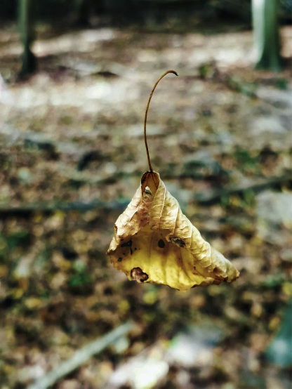 Im Vordergrund schwebt an einem nicht sichtbaren Spinnenfaden ein einzelnes, gelb-braunes Herbstblatt mit gewelltem Rand und langem, gebogenem Stiel. Der Hintergrund ist unscharf und zeigt einen bewaldeten Waldboden mit Laub und vereinzelten Baumstämmen.