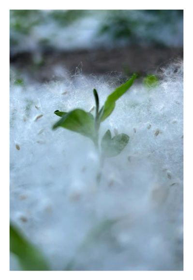 Closeup of a young green shoot pushing out of a dirt patch on a city sidewalk. It’s surrounded by the white fluff of masses of cottonwood seeds covering the ground like snow.