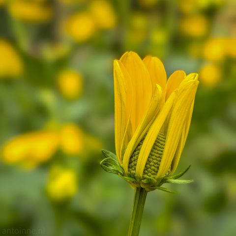 A single yellow flower bud in the process of blooming, centered in the lower-right foreground.

The central flower features long, vibrant yellow petals extending upward. They wrap partially around a green, textured central core with a geometric, grid-like pattern. 

The background is completely softly blurred featuring diffused spots of yellow and muted green foliage.