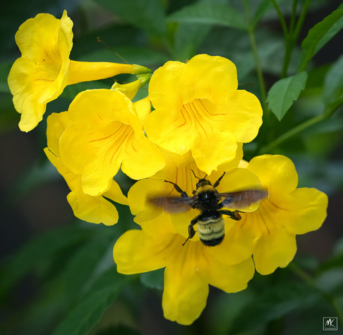 Color photo of a bumblebee landing on a cluster of yellow bell-shaped flowers.