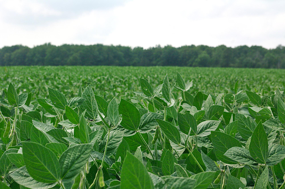 A low angle shot looking over a field of beans. A line of trees can be seen in the background and clouds fill the sky on a mostly overcast  day.
