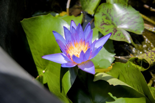小さめで青みを帯びたスイレンの花。ハス鉢の縁に近いところで咲いている。/ 2026.08.15 寺町通・革堂 行願寺から