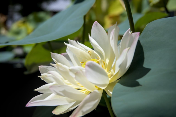 花びらの先っぽがうっすらピンク色を帯びた、白いハスの花。/ 2026.08.15 寺町通・革堂 行願寺から