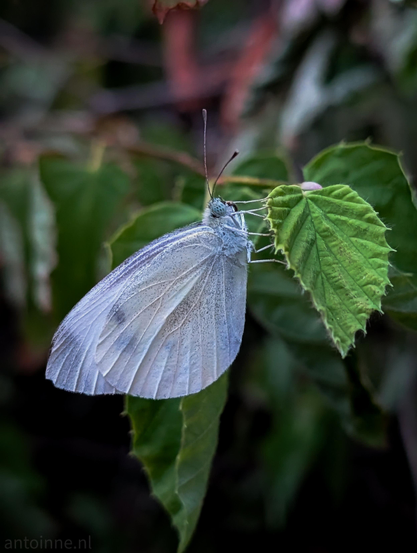 A close-up view of a white butterfly is perched resting on a bright green leaf. Its wings are mostly pale white to pale grayish-blue with fine dark specks dusted along the upper edges and central areas. 

The butterfly clings onto the jagged, serrated edge of a vibrant green leaf. Additional leafy green foliage surrounds the background, softened with a smooth blur that keeps the focus sharp on the insect.
