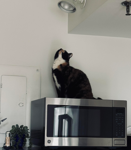 A color photo of a calico cat with a white neck and bib area sitting on top of a microwave looking straight up at a light, that almost looks like a spotlight. The wall is completely white and on the left there is the door of a fuse box and a little plant and some toothpicks.