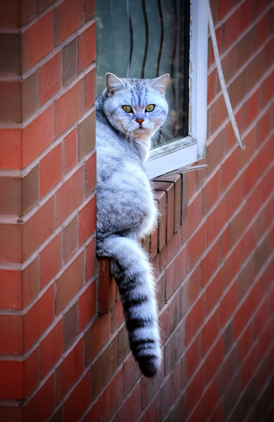 A grey and white tabby cat with striking yellow-green eyes perches on a reddish-brown brick windowsill, peering out through a barred window. The cat’s body is positioned vertically along the wall, its tail extending down the textured brickwork. Sunlight illuminates the scene, casting warm tones on the bricks and highlighting the cat’s soft, striped fur.