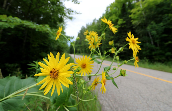 Close-up photograph of the yellow flowers of Silphium perfoliata, resembling large daisies with yellow centers but yellow petals. The plant grows along a roadside, its very tall stems bent almost horizontally by wind and rain. The focus is on the flowers in the foreground, close to the ground, while the asphalt road with a yellow line down the middle, bordered by green forest on both sides, is blurred in the background.

Photographie en gros plan des fleurs jaunes de Silphie perfoliée, ressemblant à de grandes marguerites avec des centres jaunes mais des pétales jaunes. La plante pousse sur le bord d'une route et ses très hautes tiges ont été couchées par le vent et la pluie, presque à l'horizontale. Le focus est sur les fleurs à l'avant-plan, près du sol, mais la route asphaltée avec une ligne jaune au milieu, bordée de forêt verte des deux côtés, est floue en arrière-plan.