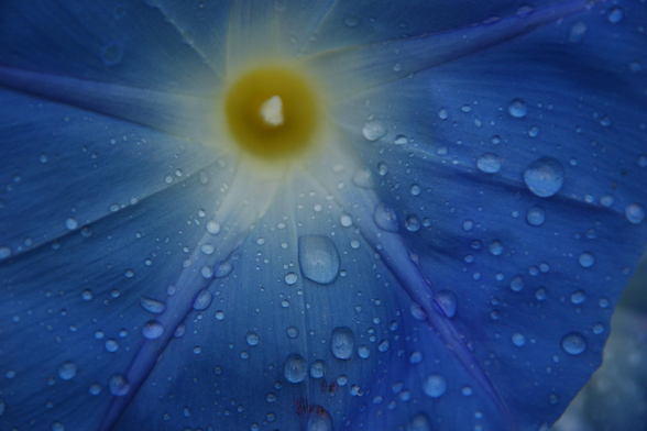 This image captures a close-up view of a blue flower petal with dewdrops scattered across its surface. The petal has a deep, vibrant blue color with visible veins radiating outward from the center. At the heart of the flower, there is a bright yellow center, which stands out against the blue petals. The dewdrops, varying in size, are evenly distributed, adding a fresh and natural sparkle to the petal. The background is softly blurred, drawing focus to the intricate details of the flower.

description generated with Mistral.ai and reviewed with <3