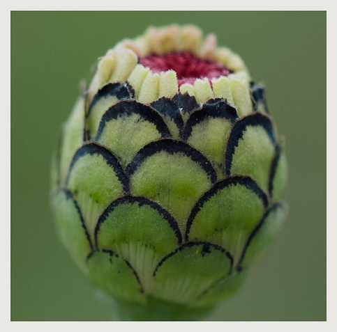 A close up image of a zinnia bud highlighting the overlapping black-outlined curved pattern of what I believe is called the involucre, a cup-like base to the flower. Above the involucre, a ring of tiny teeth-like pale yellow disc florets, and enclosed inside those, the textured, dark pink centre of what will soon be the flower's vibrant petals. 