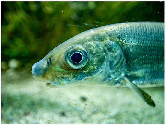 Close-up of a fish's head, showcasing its large eye and reflective scales, with a blurred underwater background.
