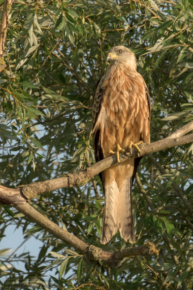 a large bird of prey perched in a tree