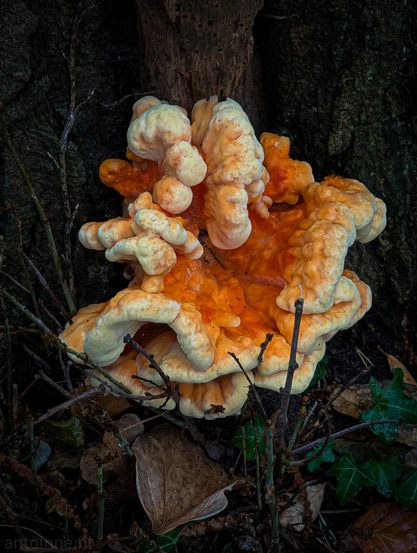 A vibrant bracket fungus, commonly known as Chicken of the Woods, grows at the base of a tree trunk surrounded by forest debris.

Plump, fleshy, lobes with folded, brain-like or ruffled edges cluster together in overlapping shelf-like layers. It features bright, saturated orange bases and inner crevices contrasted by pale cream-to-yellow, rounded outer margins.