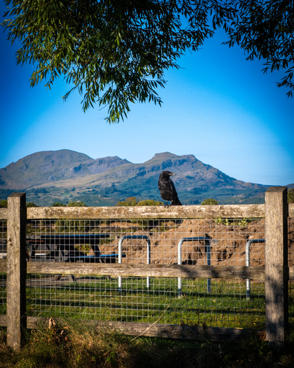 A large black crow perched on a rustic wooden fence during golden hour. In the background, a green lawn features a picnic table and bike racks. The rugged peaks of the Moelwynion mountains rise under a bright blue sky in the distance. Leafy green tree branches hang over the top of the image.
