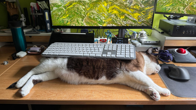 A cat is sleeping on a desk with a computer keyboard resting on its back. The background features two computer monitors, and various office items are scattered across the desk.